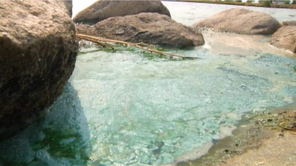 Harmful Algae Blooms