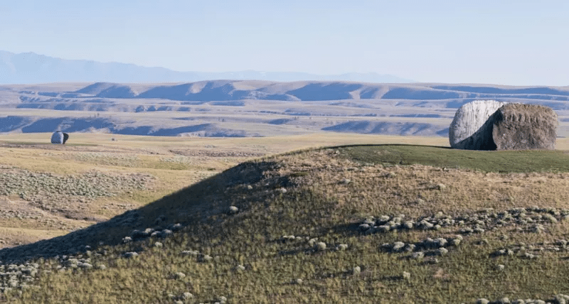 Tippett Rise leafy spurge