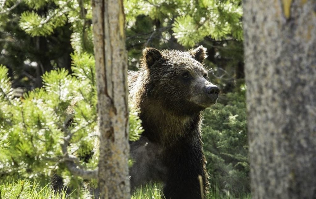 grizzly hunt